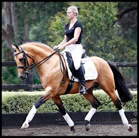 Cheval de Luxe (Imp)