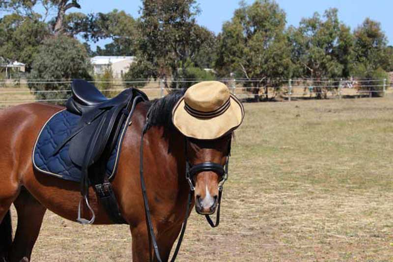Chico back at home relaxing between gigs