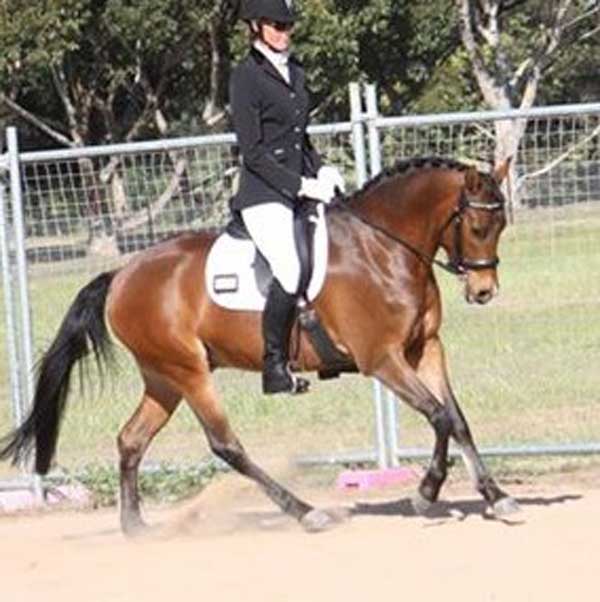 Chico warming up at Werribee Park before his first ever dressage test