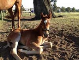 Georgeo, at one week