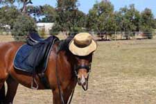 Chico back at home relaxing in between gigs